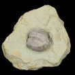 Blastoid (Pentremites) Fossil - Illinois #42827-2